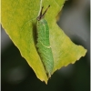 apatura ilia larva3b tula